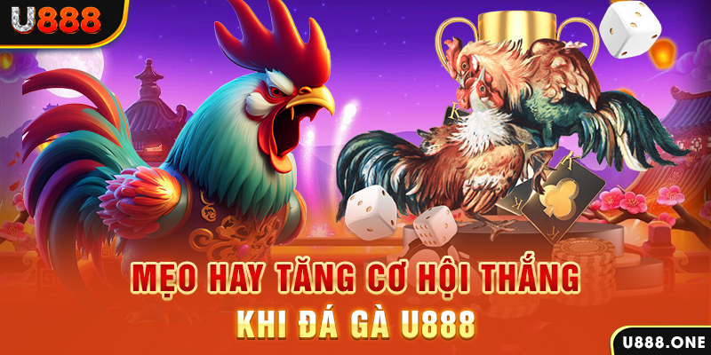 vm88 trực tiếp gà chọi c1